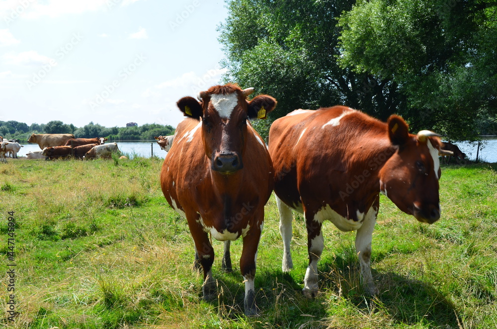 Obraz premium cows in a field close-up