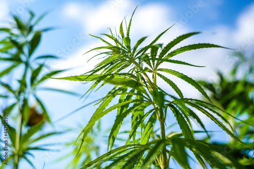 Cannabis hemp plants on field with blue sky in background. Defocused