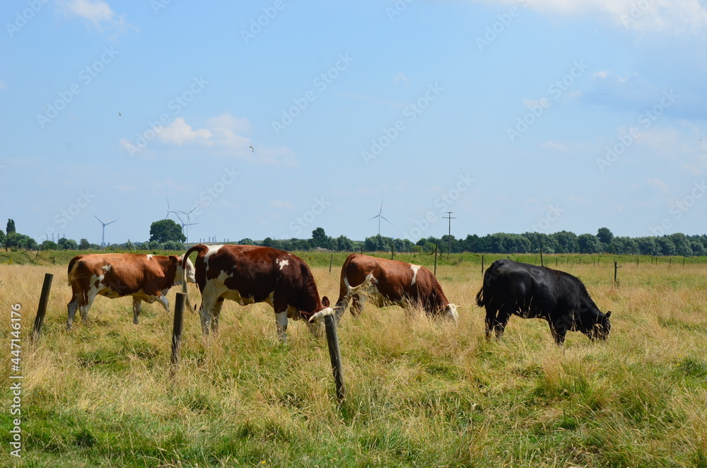 herd of cows in the field