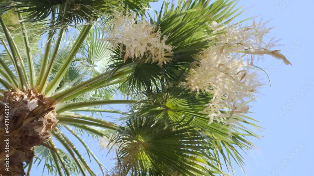 Close-up of blooming date palm on blue sky background. Date palm flowers and leaves in the wind (4K-60fps) Close-up of blooming date palm on blue sky background. Date palm flowers and leaves in the wind (4K-60fps)