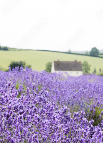 Rows of lavender At Snowshill lavender farm in the Cotswolds
