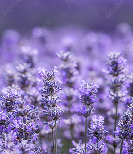 Rows of Cotswold lavender blooms At Snowshill lavender farm in Worcestershire.