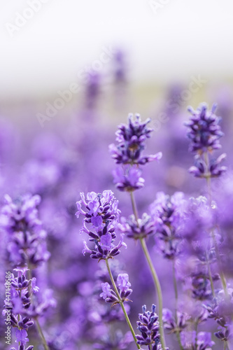Rows of Cotswold lavender blooms At Snowshill lavender farm in Worcestershire. © Peter Greenway