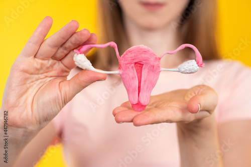 uterus anatomy. Model of ut...