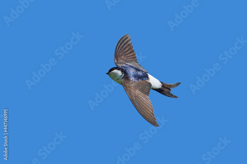 Konstfotografi Common house martin (Delichon urbicum)