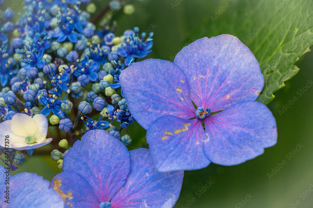 Beautiful flowers background. Flowers close up in the garden Beautiful flowers background. Flowers close up in the garden