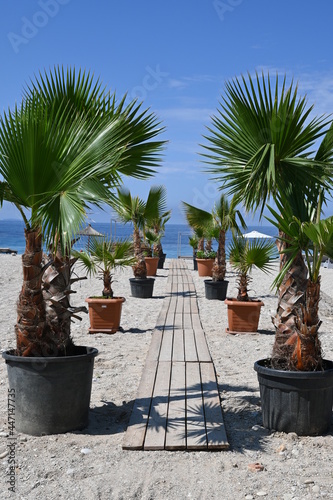 Fototapeta Naklejka Na Ścianę i Meble -  Palmen am Strand und Weg zum Meer
