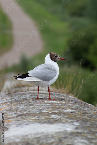 Goeland concentré sur sa proie