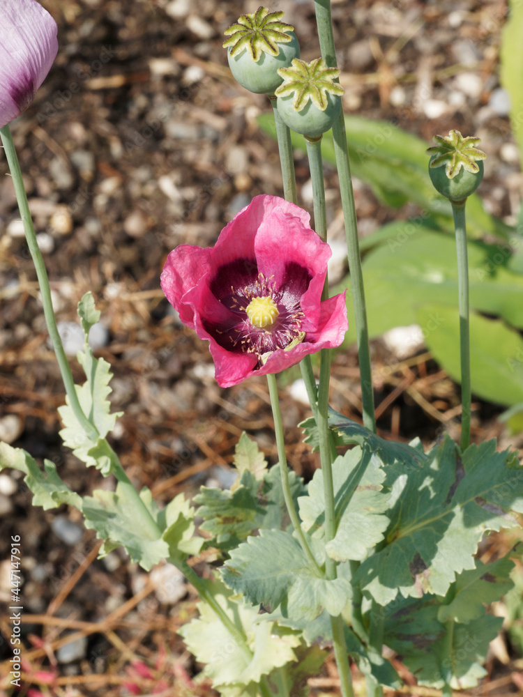 Foto de (Papaver somniferum) Pavot somnifère ou officinal, fleur à ...