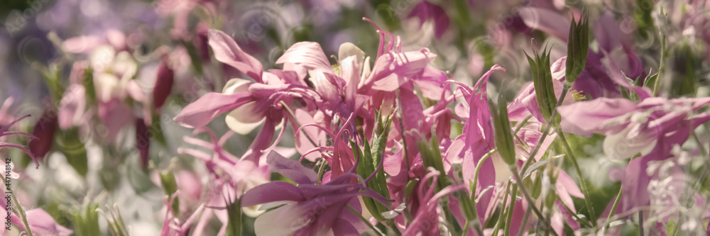 Columbine Aquilegia Caerulea flower. Rocky Mountain Aquilegia