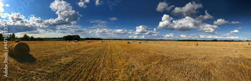 Obraz na płótnie Panoramic view of Wheat field, summer season harvest w salonie