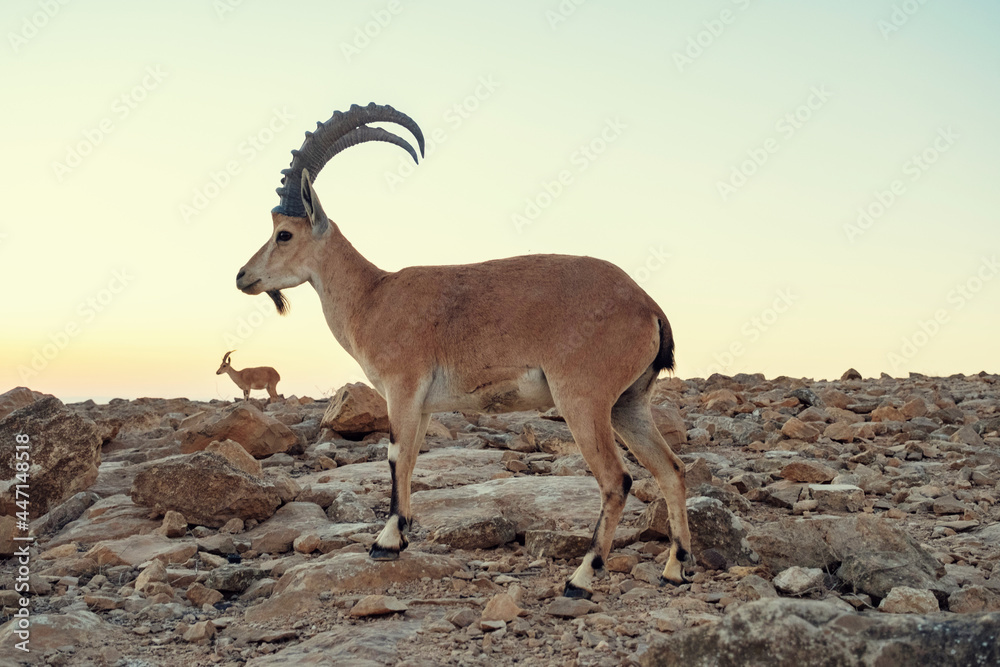Male Ibex walking in the Negev Desert in Israel