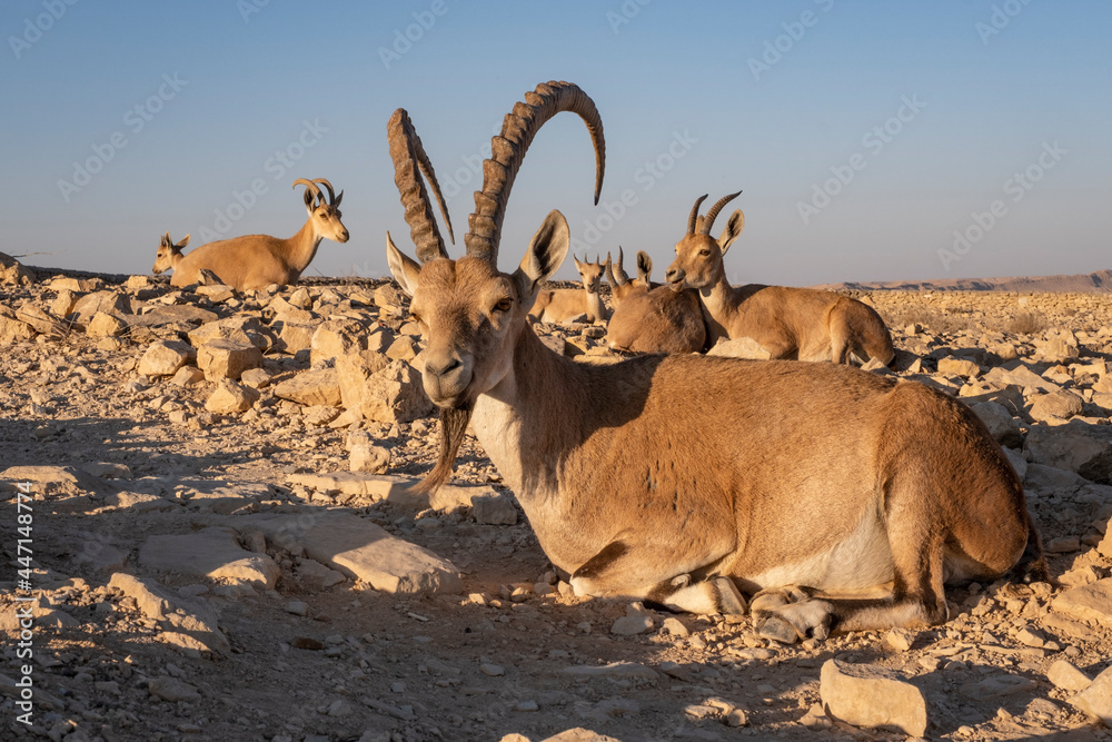 Family of Ibex resting on the rocks in the Negev Desert Family of Ibex resting on the rocks in the Negev Desert