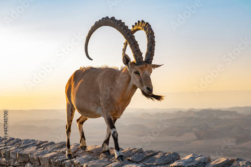 Male Ibex walking on the rim of the Ramon Crater at sunrise with the Negev desert in the background photo