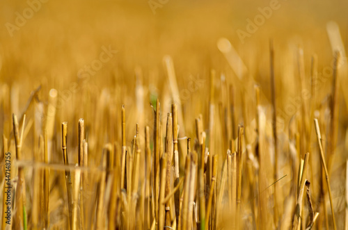 Closeup of wheat stubble after harvesting.