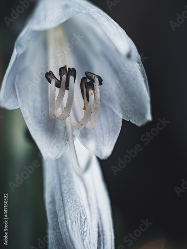 Closeup of stamens of a fragrant plantain lily