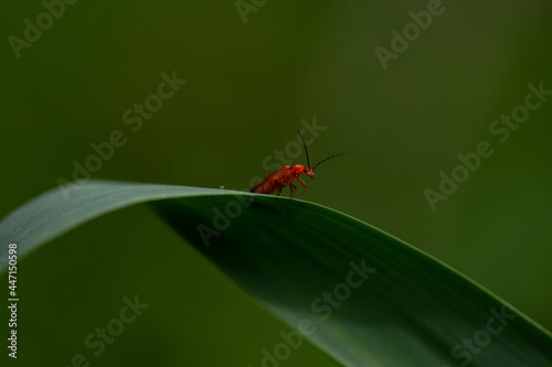 Lepture fauve photo