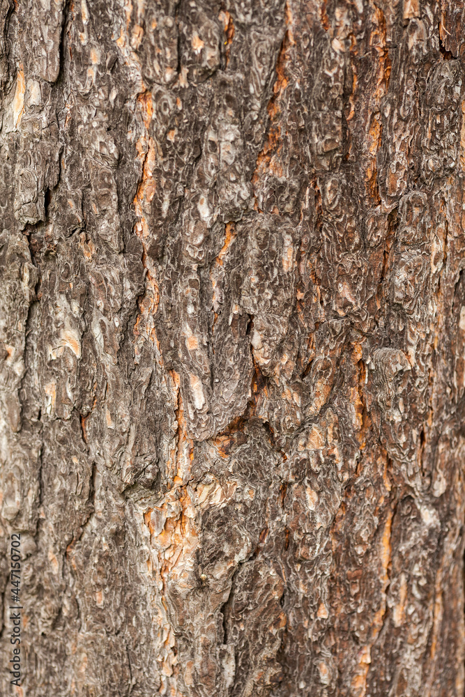 Bark of tree. Pine tree bark texture. Aged and dry tree bark. Rough material. Bark of tree. Pine tree bark texture. Aged and dry tree bark. Rough material.
