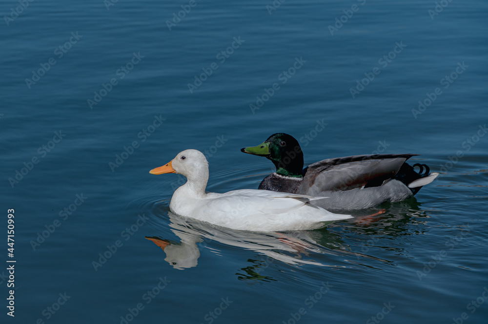 Obraz premium Female white mallard duck