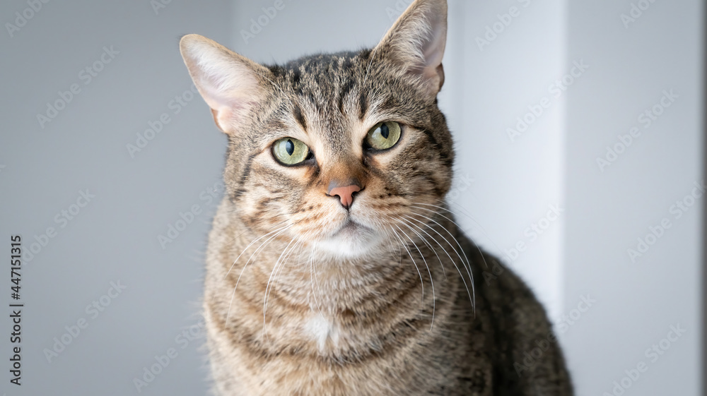 Beautiful domestic tabby cat looking at the camera with white walls in background, close-up shot