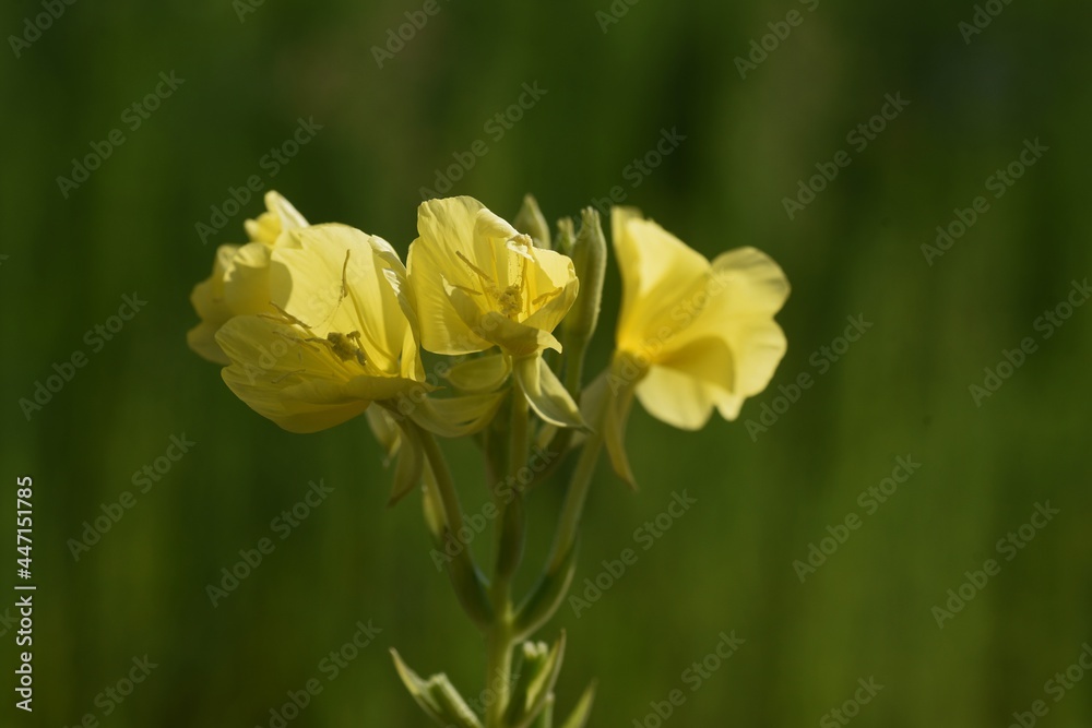 Obraz premium Evening primrose flowers. Onagraceae weed and wild vegetables medicinal plants. 