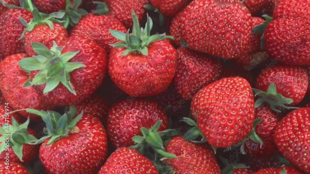 Harvest Of Juicy Ripe Red Strawberries. Summer Berries, Fruits. The Concept Of Healthy Vegan Food. Strawberry background. Close up. Soft focus Harvest Of Juicy Ripe Red Strawberries. Summer Berries, Fruits. The Concept Of Healthy Vegan Food. Strawberry background. Close up. Soft focus