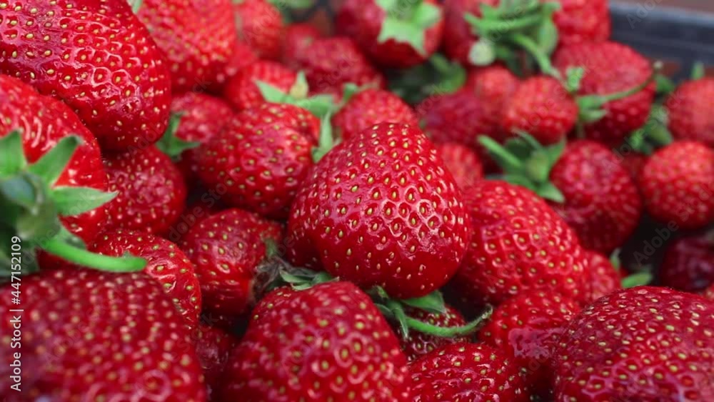 Harvest Of Juicy Ripe Red Strawberries. Summer Berries, Fruits. The Concept Of Healthy Vegan Food. Strawberry background. Close up. Soft focus Harvest Of Juicy Ripe Red Strawberries. Summer Berries, Fruits. The Concept Of Healthy Vegan Food. Strawberry background. Close up. Soft focus