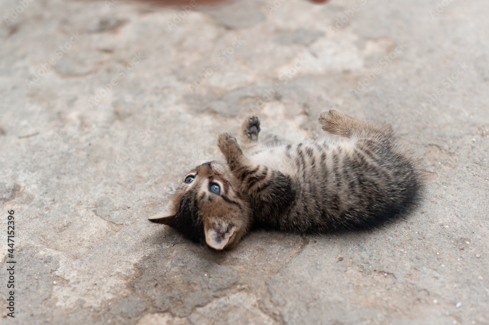 Obraz premium small wild cute kitty playing and laying on the ground