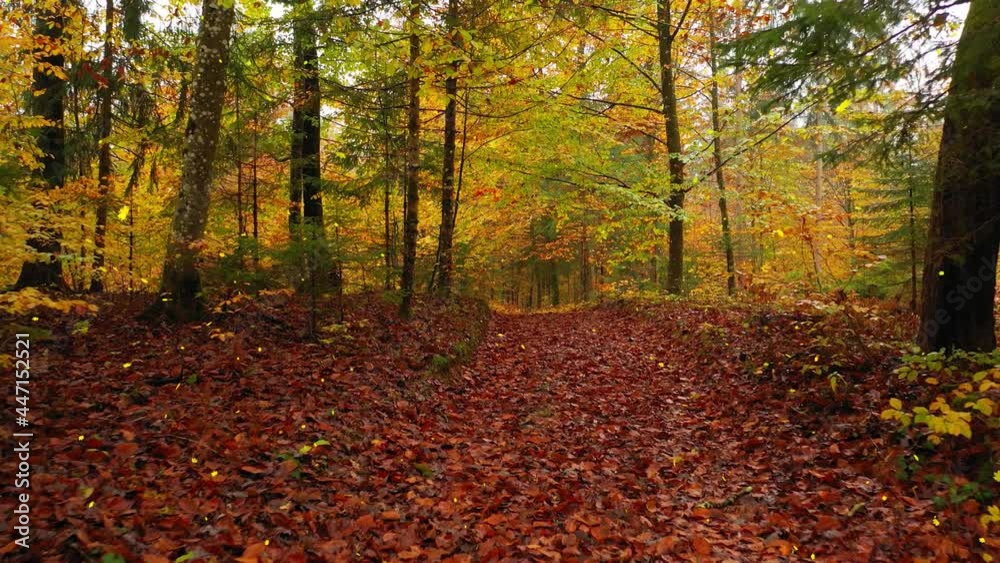 Autumn season forest with flying leaves. Autumn season forest with flying leaves.