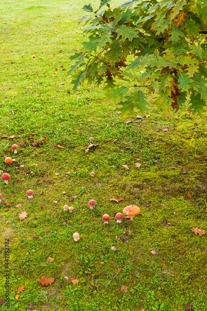 Many mushrooms appeared in the grass after the autumn rain Many mushrooms appeared in the grass after the autumn rain