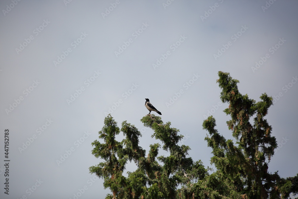 bird on a tree bird on a tree