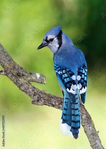 Blue Jay (Cyanocitta cristata) perched on a tree branch searching for food.