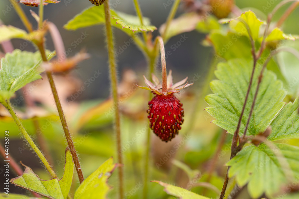 Close up view of wild strawberry bush isolated. Red berries and green leaves. Close up view of wild strawberry bush isolated. Red berries and green leaves.