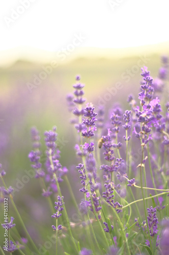 Tender lavender on the sunset. The colour is vivid and warm from the sun beams. Bokeh background creates a majestic vibe.