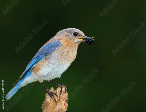 Eastern Bluebird (Sialia sialis) catching crickets and spiders to feed to newly hatched Bluebirds.