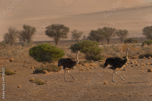 Ostriches Strutting Around in  Namib Desert