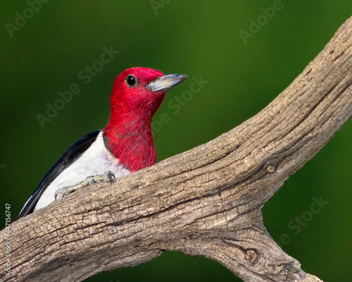 red headed woodpecker clinging to a tree stump searching for bugs.