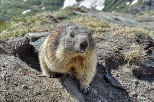 Murmeltier, Murmeltiere, Mankei, Munggen, Nagetier, Erdhörnchen, Marmotini, Murmel, Alpenmurmeltier, Alpen, Baumgrenze, hochalpin, Fell, Schwanz, buschig, Nationalpark, Hohe Tauern, Alpenhauptkamm, Gr photo