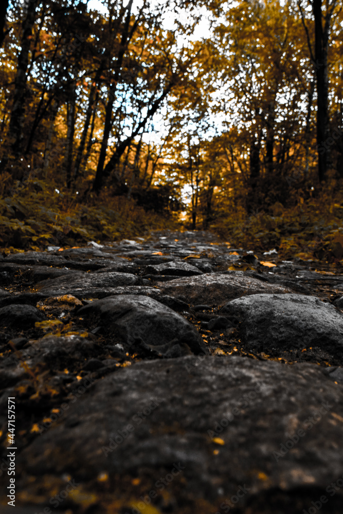 Beautiful autumn forest mountain path at sunset Beautiful autumn forest mountain path at sunset