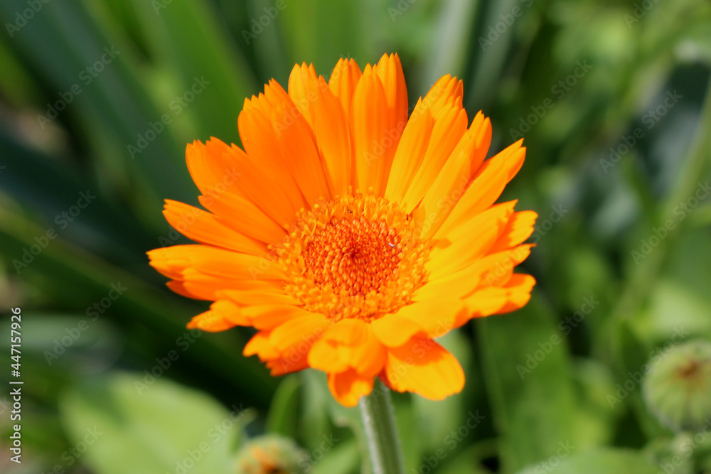 Nahaufnahme einer Ringeblume
Nahaufnahme einer Ringeblume