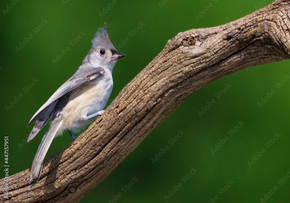 Obraz premium Tufted Titmouse ((Baeolophus bicolor) perched on a tree branch searching for seeds and bugs.
