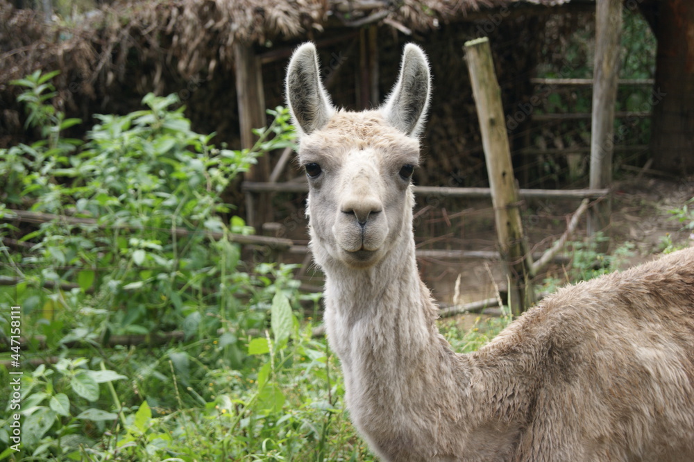 Fototapeta premium Llama