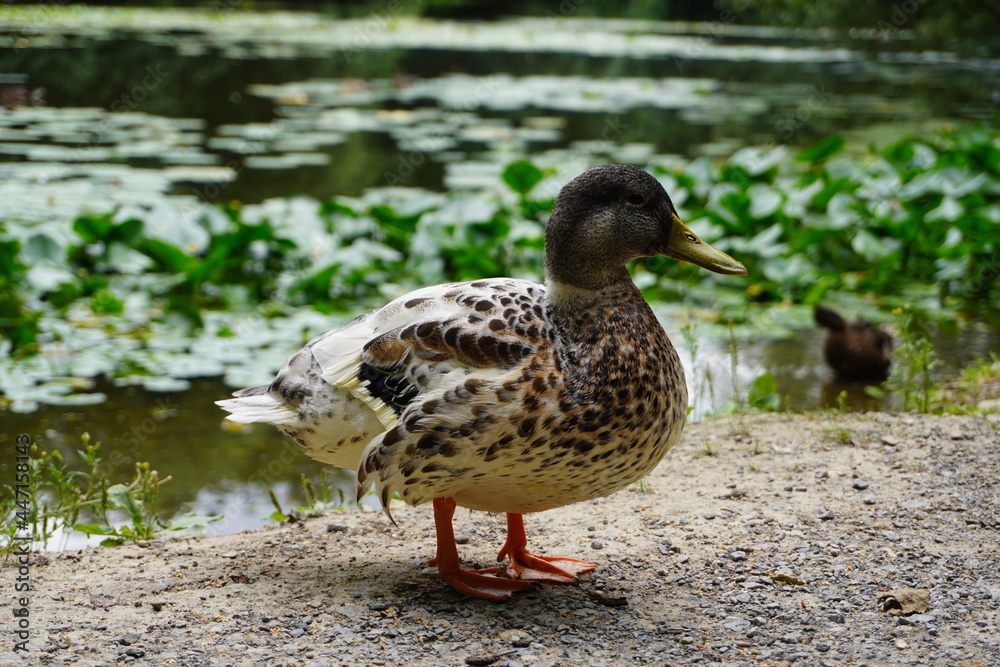 Duck in front of a lake in Germany