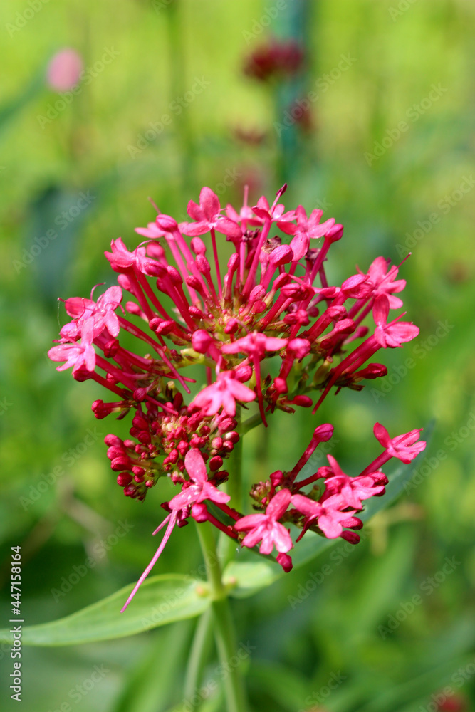 Fototapeta premium Nahaufnahme einer rote Spornblume