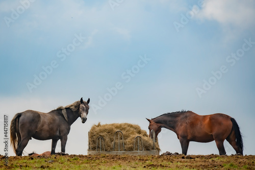 Two horses feed on the foled pasture from a stack with a hay pack.