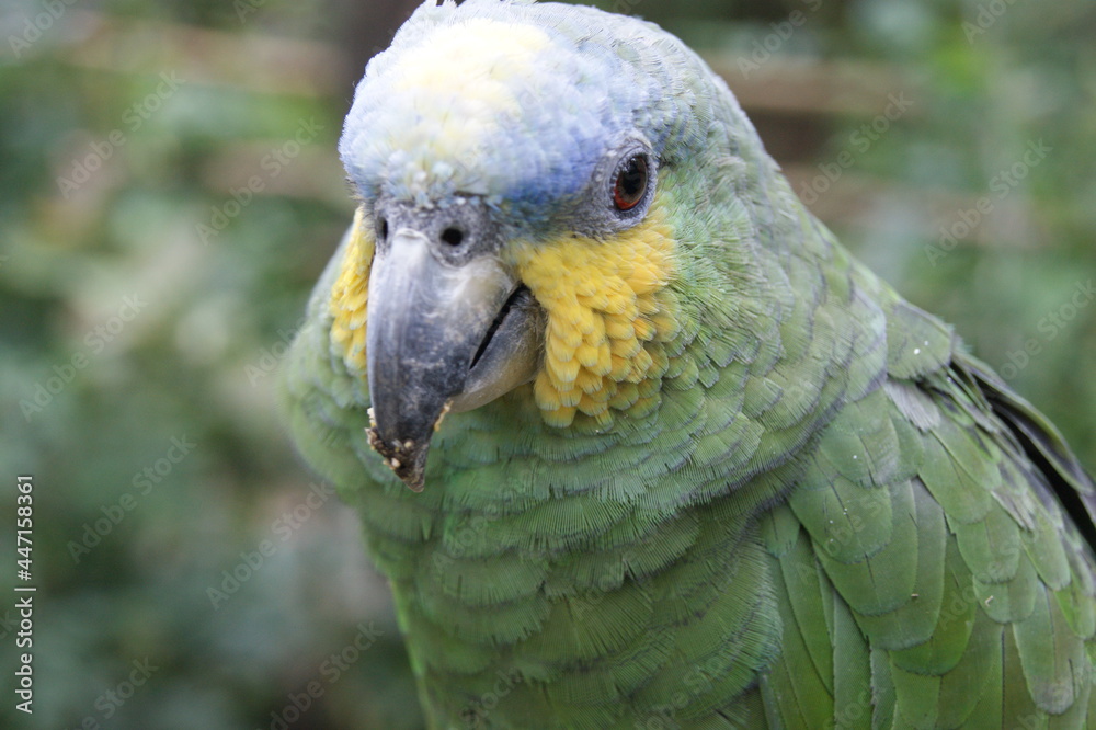 Obraz premium Perico