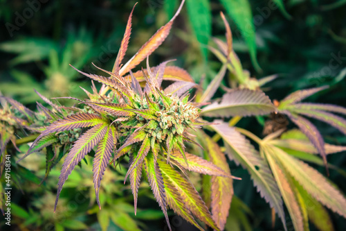 Outdoor Cannabis Garden July 2021