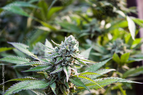Outdoor Cannabis Garden July 2021