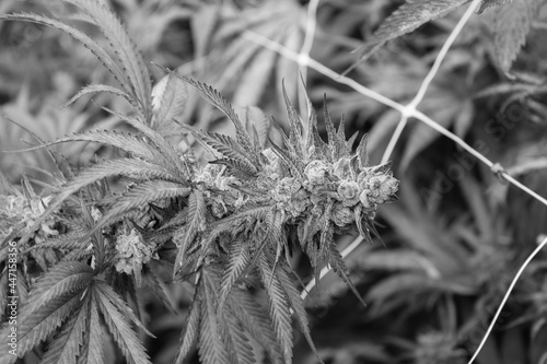 Outdoor Cannabis Garden July 2021