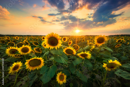 Beautiful sunset over sunflower field